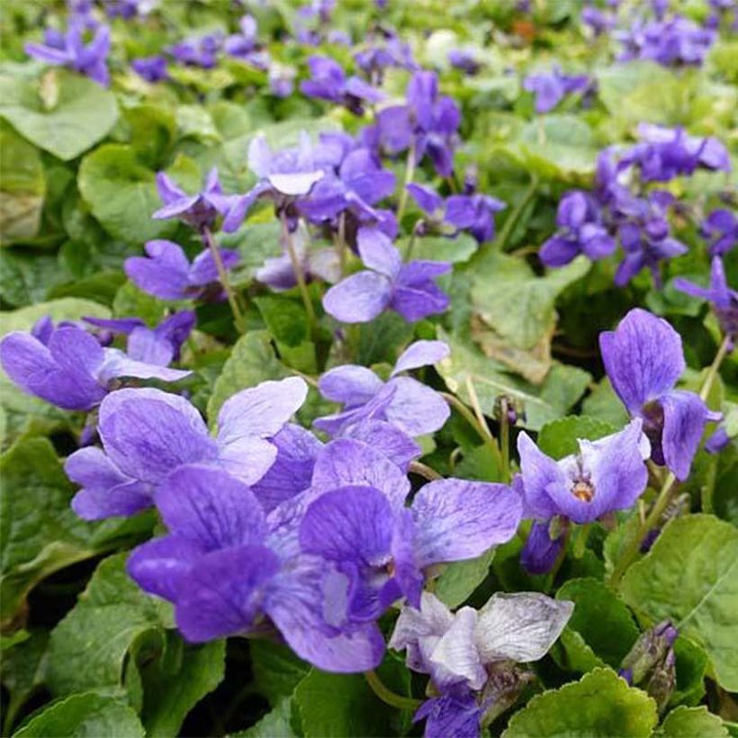 Viola odorata Königin Charlotte (Floração)