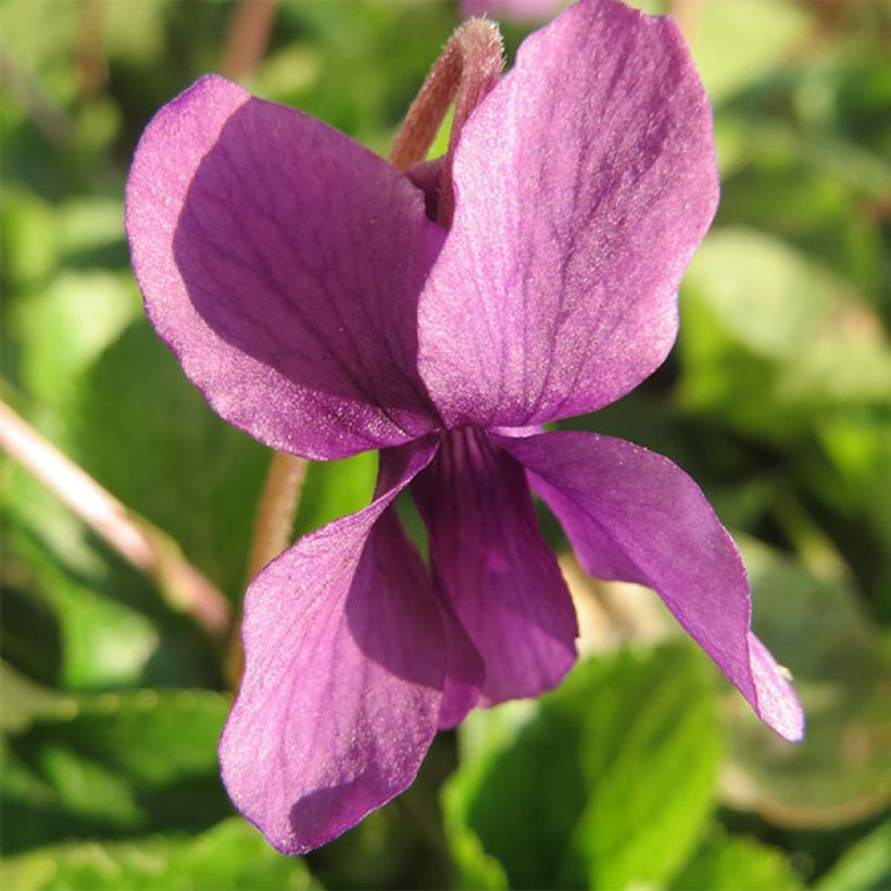 Viola odorata Red Charm (Floração)