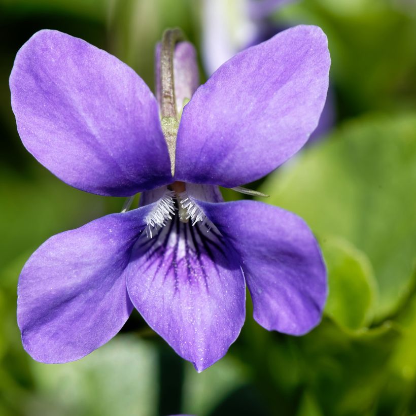 Viola odorata (Floração)