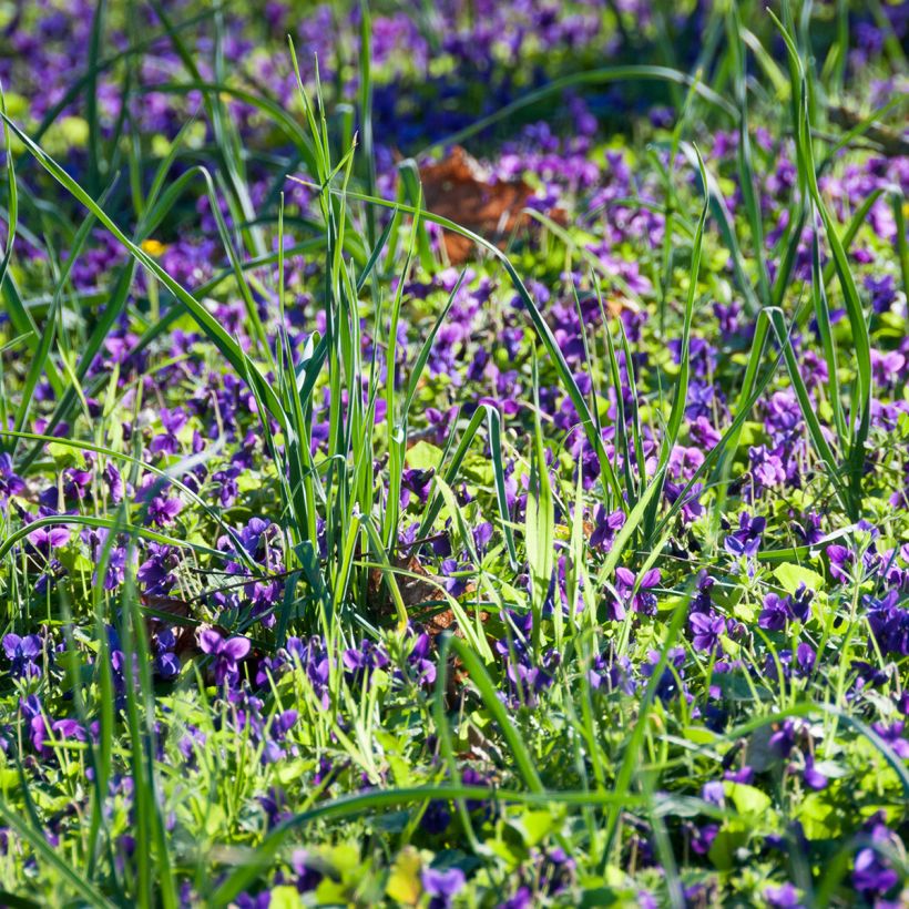 Viola odorata (Hábito)