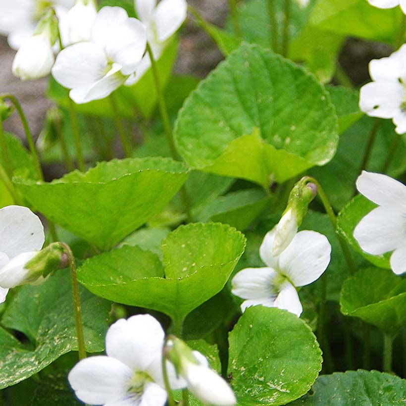 Viola sororia Albiflora (Folhagem)