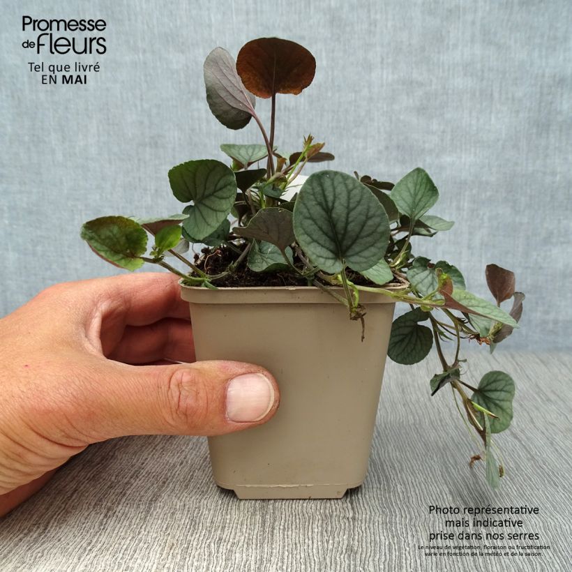 Amostra de Viola walteri Silver Gem Vaso de 8/9 cm tal como entregue na primavera