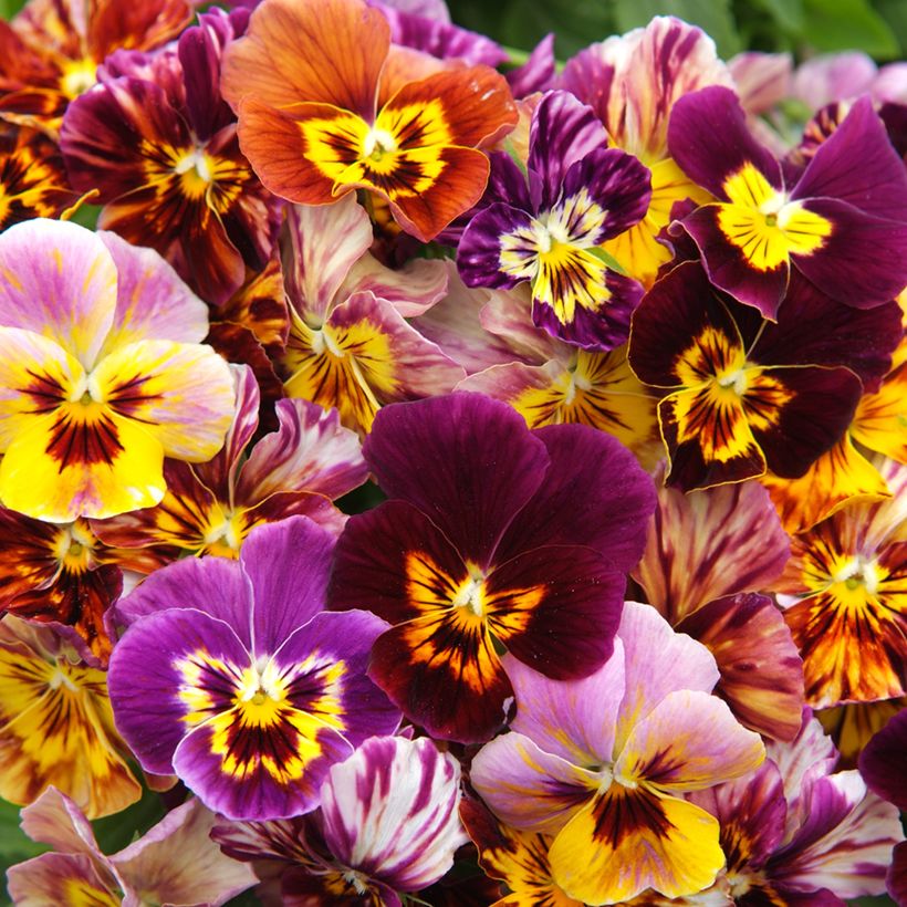 Amor-perfeito Brush Strokes em sementes - Viola x wittrockiana (Floração)