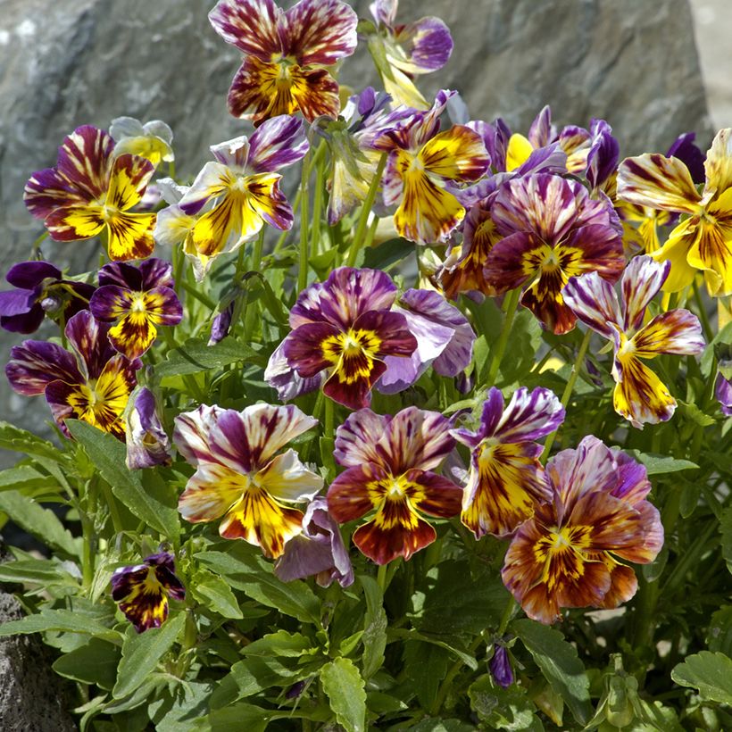 Amor-perfeito Brush Strokes em sementes - Viola x wittrockiana (Hábito)