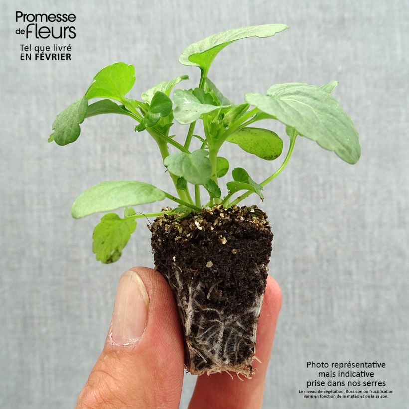 Amostra de Violette cornue Penny Orange Mini-motte Jardimotte: torrão de 3,8 cm x 3,2 cm em tabuleiro de cultivo de 16 unidades tal como entregue no outono