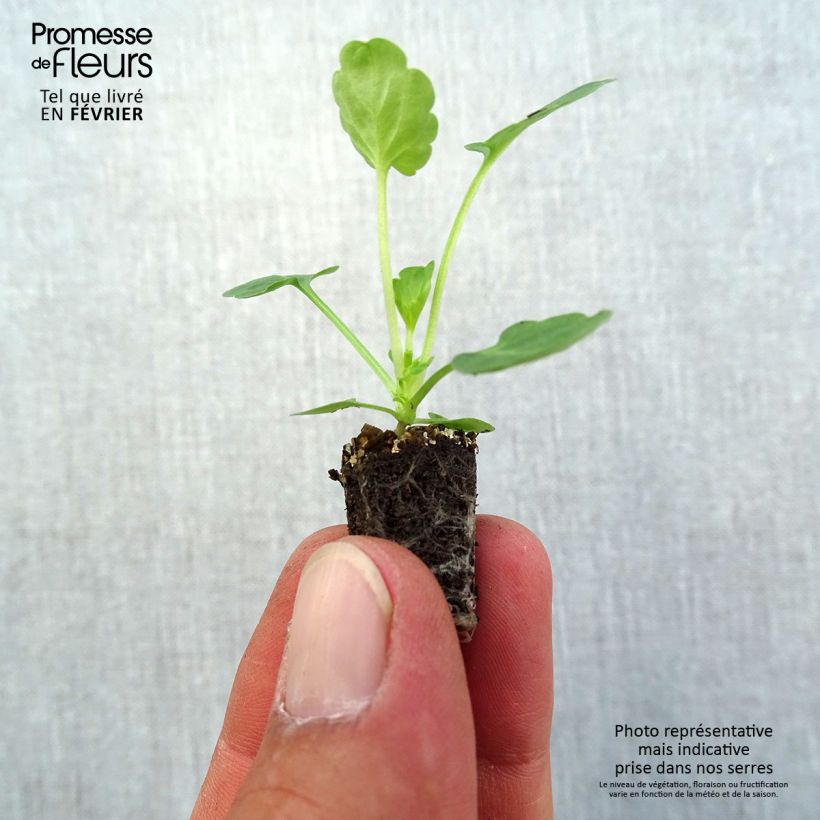 Amostra de Violette cornue Butterfly Violet antique - Viola cornuta Mini-motte Ø 1,5/2,5 cm tal como entregue no outono