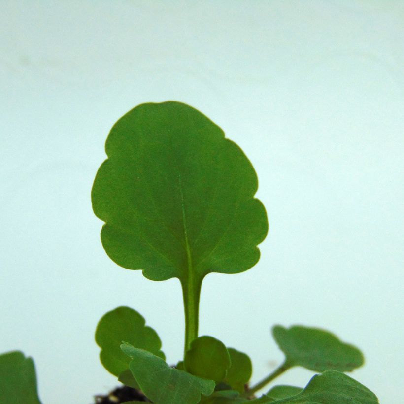 Viola cornuta Sorbet XP Lemon Ice Blotch (Folhagem)