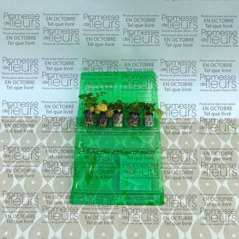 Exemplo de amostra de Violette cornue Callisto F1 Orange Purple Wing Mini-motte Ø 1,5/2,5 cm tal como entregue