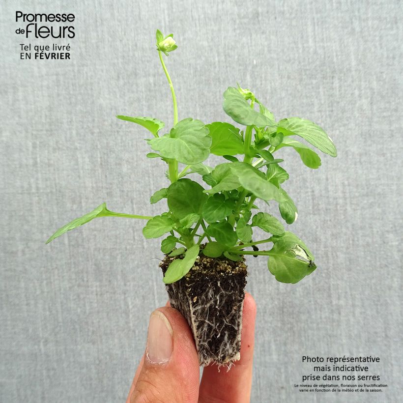 Amostra de Violette cornue Penny Blue Mini-motte - Mottes de 3,8 x 3,2 cm en plaque de culture par 16 Jardimotte : motte 3,8 cm x 3,2 cm en plaque de culture par 16 tal como entregue no outono