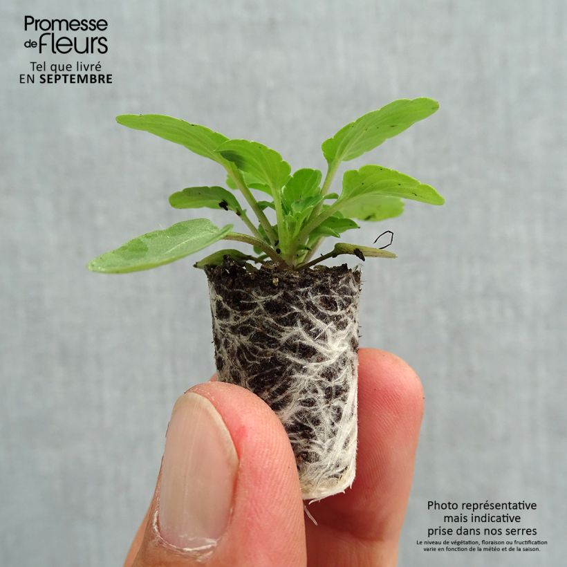 Amostra de Violette cornue Penny F1 Mickey Mini-motte - Viola cornuta Mini-motte Ø 1,5/2,5 cm tal como entregue no outono