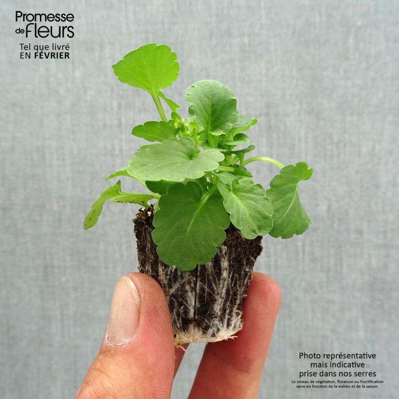 Amostra de Violette cornue Penny Yellow Jardimotte : motte 3,8 cm x 3,2 cm en plaque de culture par 16 tal como entregue no outono