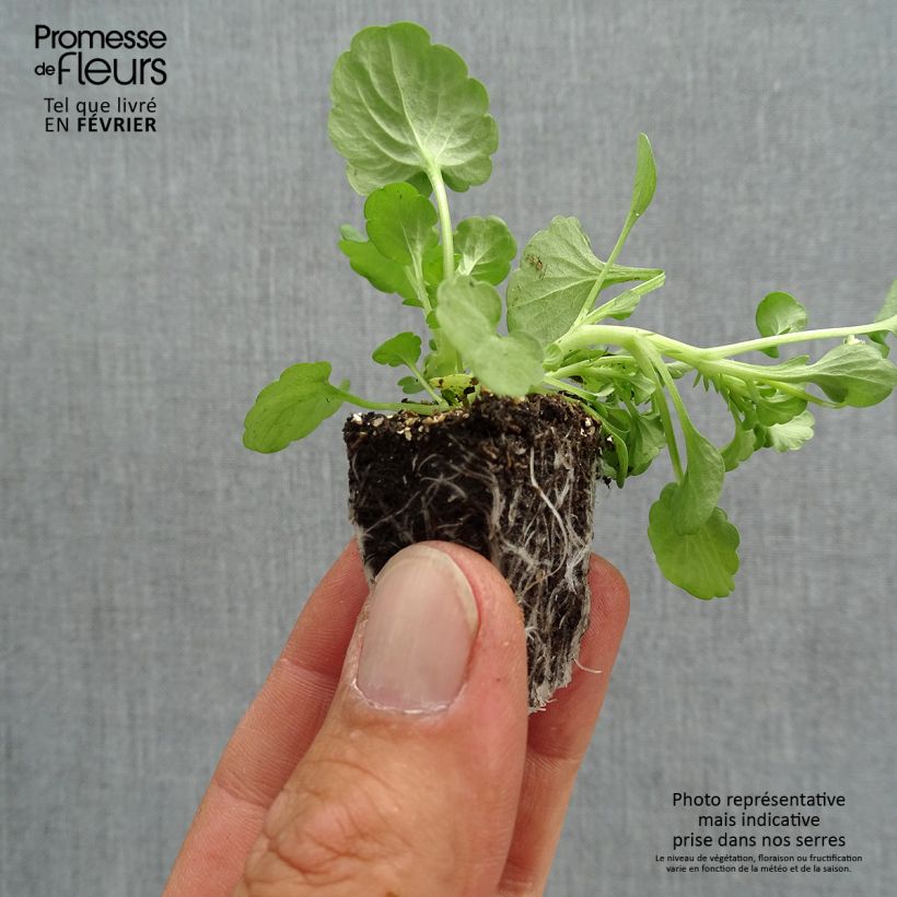 Amostra de Violette cornue Sorbet Delft Blue Mini-motte Jardimotte : motte 3,8 cm x 3,2 cm en plaque de culture par 16 tal como entregue no outono