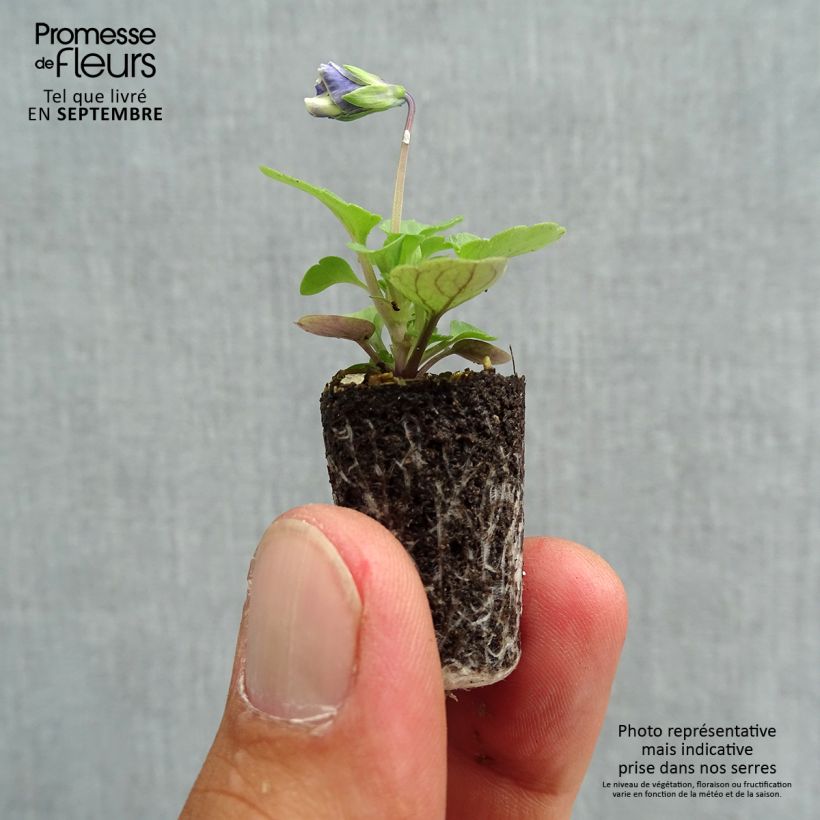 Amostra de Violette cornue Sorbet Delft Blue Mini-motte Mini-motte Ø 1,5/2,5 cm tal como entregue no outono