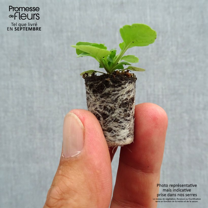 Amostra de Violette cornue Sorbet Xp Blackberry - Viola cornuta  Mini-torrão Ø 1,5/2,5 cm tal como entregue no outono