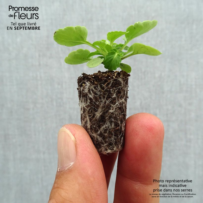 Amostra de Violette cornue Sorbet XP Lemon Ice Blotch - Viola cornuta  Mini-motte Ø 1,5/2,5 cm tal como entregue no outono