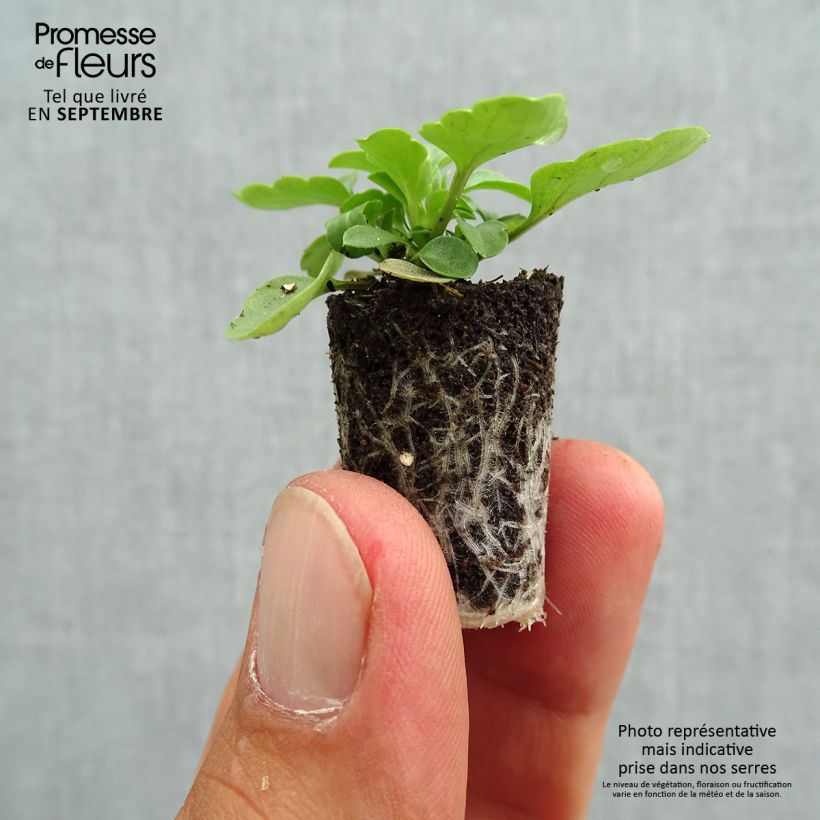 Amostra de Violette cornue Sorbet XP Pink Wing - Viola cornuta  Mini-motte Ø 1,5/2,5 cm tal como entregue no outono