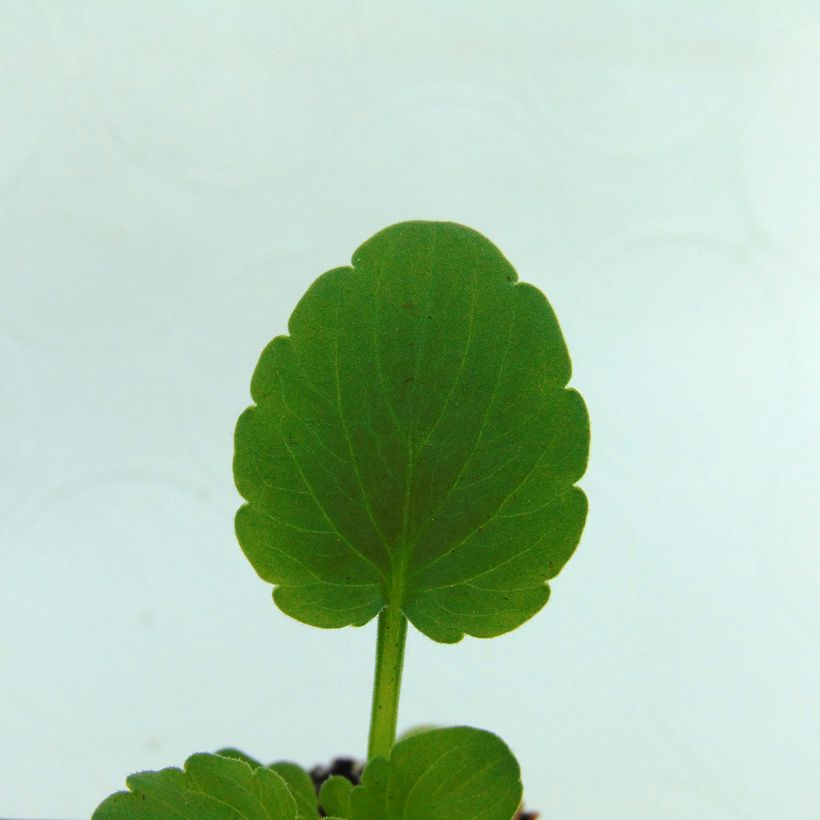 Viola cornuta Sorbet XP Raspberry (Folhagem)