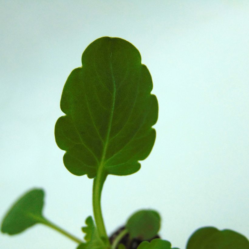 Viola cornuta Sorbet XP True Blue (Folhagem)