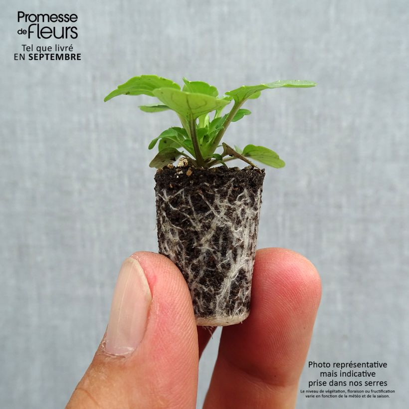 Amostra de Violette cornue Sorbet XP True Blue Mini-motte - Viola cornuta Mini-motte Ø 1,5/2,5 cm tal como entregue no outono