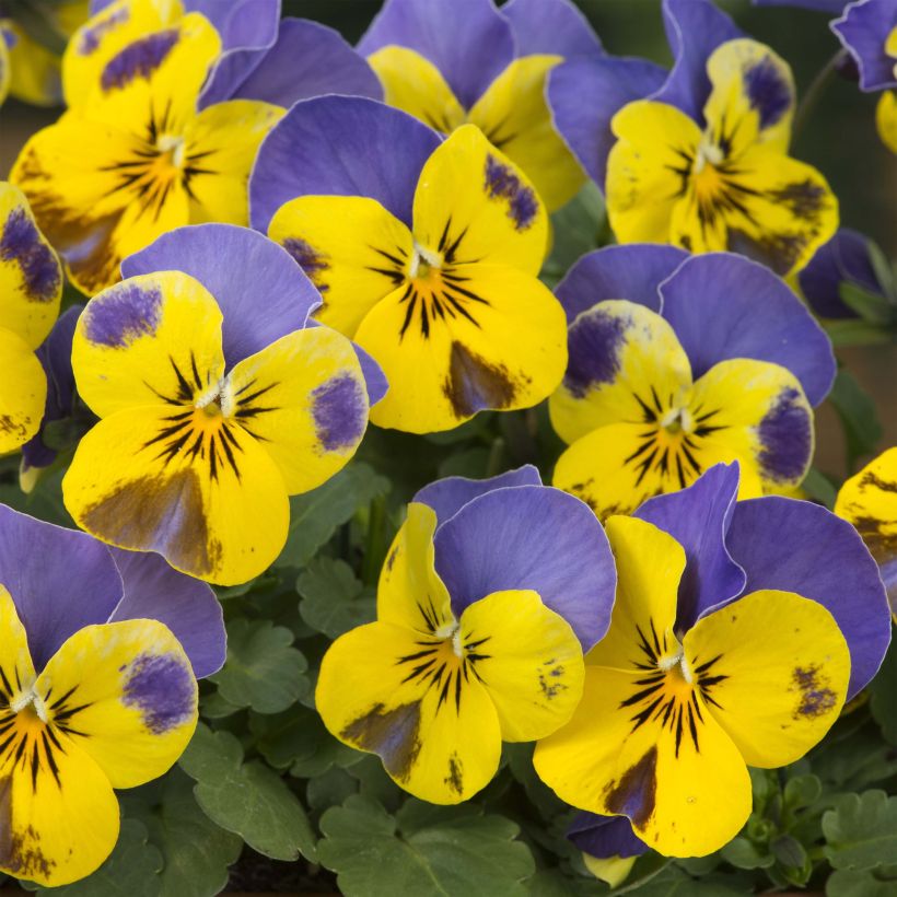 Viola cornuta Yellow Blue Jump-Up - Amor-perfeito amarelo e azul (Floração)