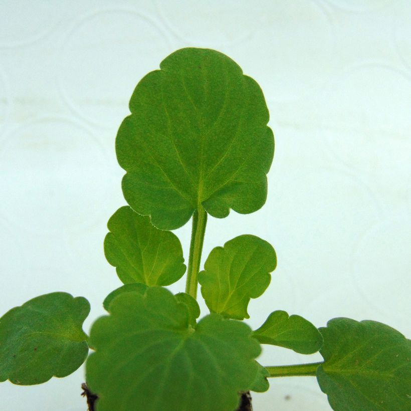 Viola cornuta Sorbet Delft Blue (Folhagem)