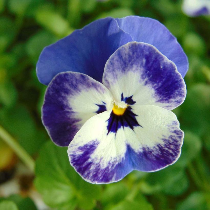 Viola cornuta Sorbet Delft Blue (Floração)