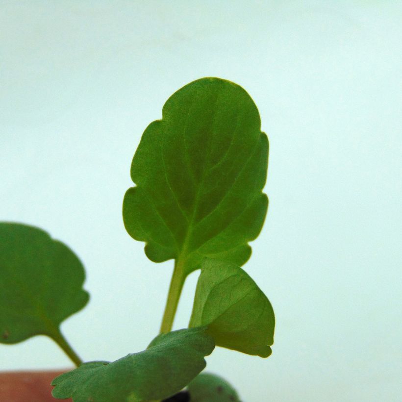 Viola cornuta Sorbet XP F1 Blue Blotch (Folhagem)