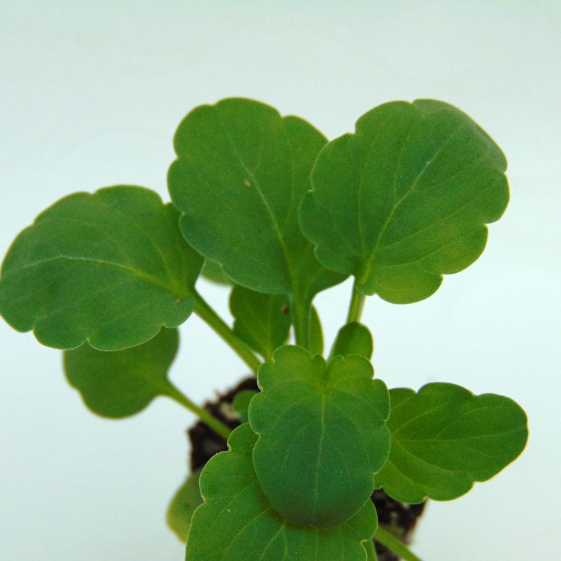 Viola cornuta Sorbet XP Lemon Jump-Up (Folhagem)