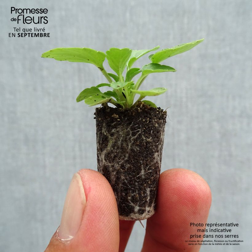 Amostra de Violette cornue Sorbet Xp Lemon Jump-Up Mini-motte - Viola cornuta  Mini-motte Ø 1,5/2,5 cm tal como entregue no outono