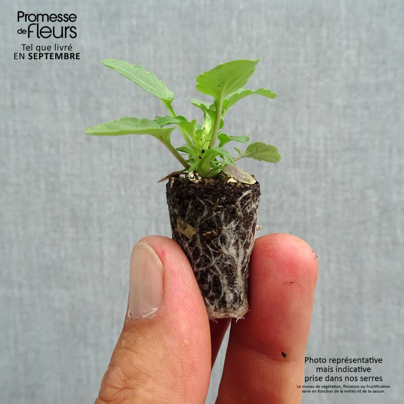 Amostra de Violette cornue Sorbet Xp Morpho - Viola cornuta Mini-motte Ø 1,5/2,5 cm tal como entregue no outono