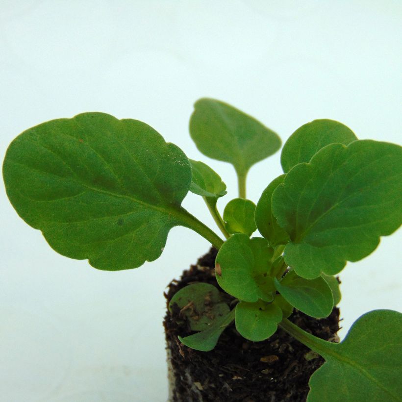 Viola cornuta Sorbet XP Pink Halo (Folhagem)