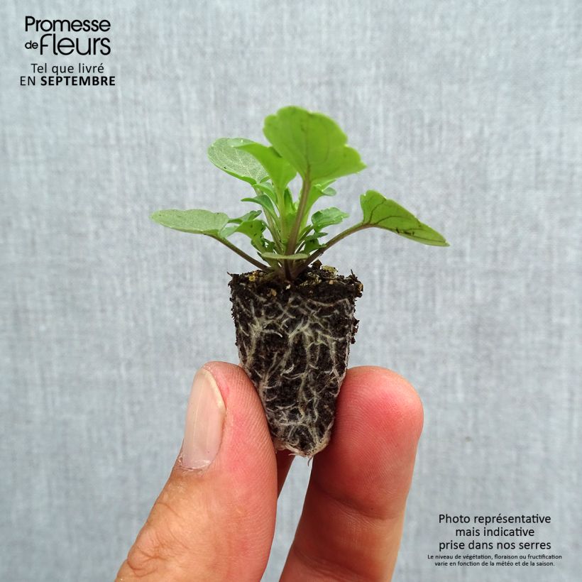 Amostra de Violette cornue Sorbet Yellow Blue Jump-Up Mini-motte Mini-motte Ø 1,5/2,5 cm tal como entregue no outono