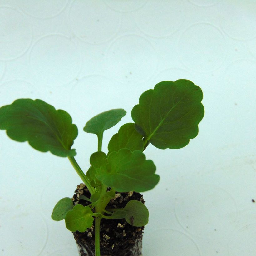 Viola cornuta XP Sorbet F1 Amarelo (Folhagem)