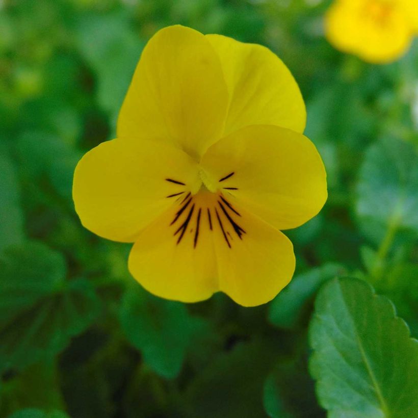 Viola cornuta XP Sorbet F1 Amarelo (Floração)