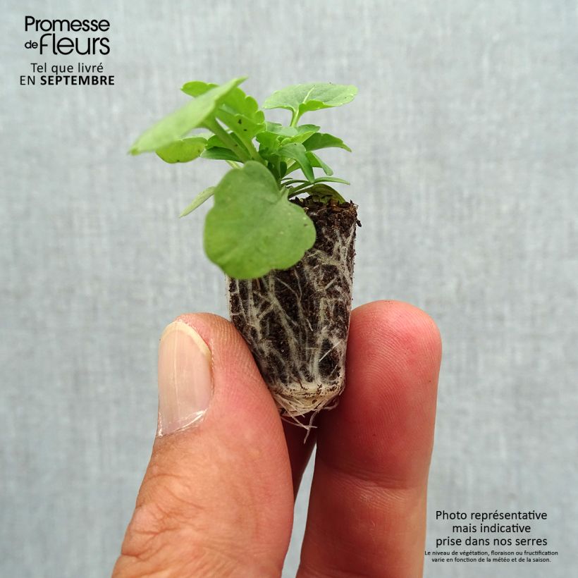 Amostra de Violette cornue Xp Sorbet  F1 Yellow Mini-motte - Viola cornuta Mini-motte Ø 1,5/2,5 cm tal como entregue no outono