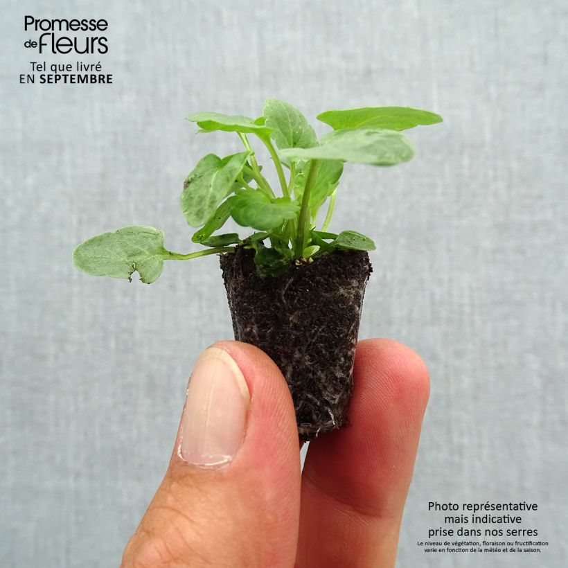 Amostra de Violette cornue Xp Sorbet Marina Mini motte - Viola cornuta Mini-motte Ø 1,5/2,5 cm tal como entregue no outono