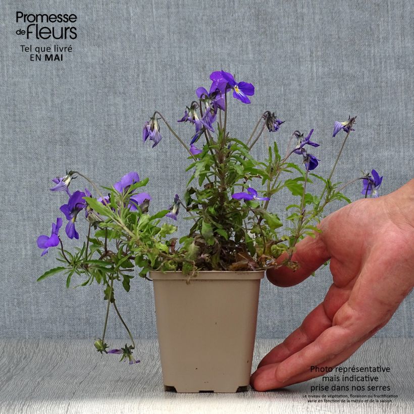 Amostra de Viola corsica Vaso de 8/9 cm tal como entregue na primavera