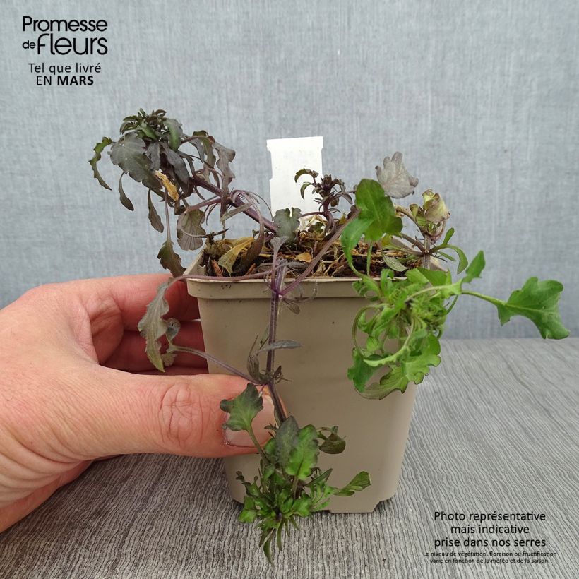 Amostra de Violette corse, Pensée de Corse - Viola corsica Godet de 8/9 cm tal como entregue no inverno