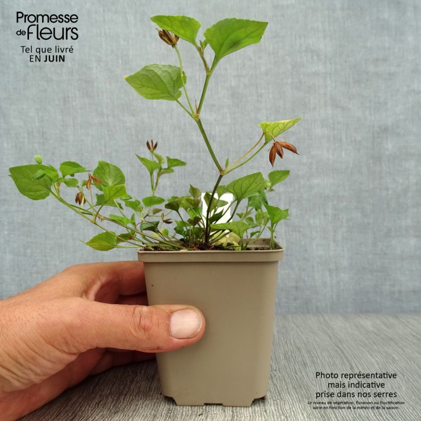 Amostra de Viola reichenbachiana - Benefe-da-beira Vaso de 8/9 cm tal como entregue no verão
