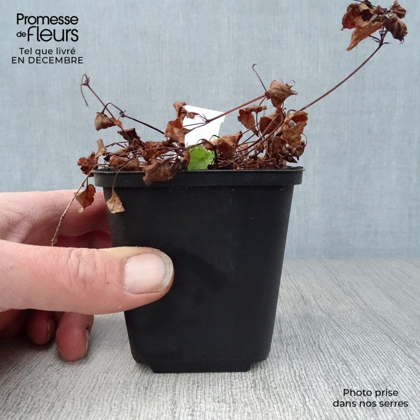 Amostra de Violette des bois - Viola reichenbachiana Godet de 8/9 cm tal como entregue no inverno