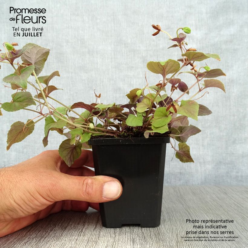 Amostra de Viola riviniana var. purpurea Vaso de 8/9 cm tal como entregue no verão