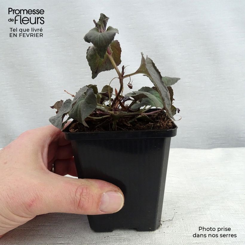 Amostra de Violette du Labrador - Viola labradorica Godet de 8/9 cm tal como entregue no inverno