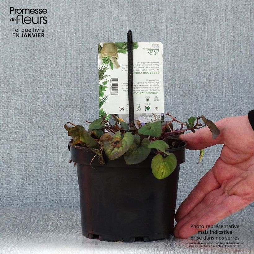 Amostra de Violette du Labrador - Viola labradorica Pot de 1,5L/2L tal como entregue no inverno