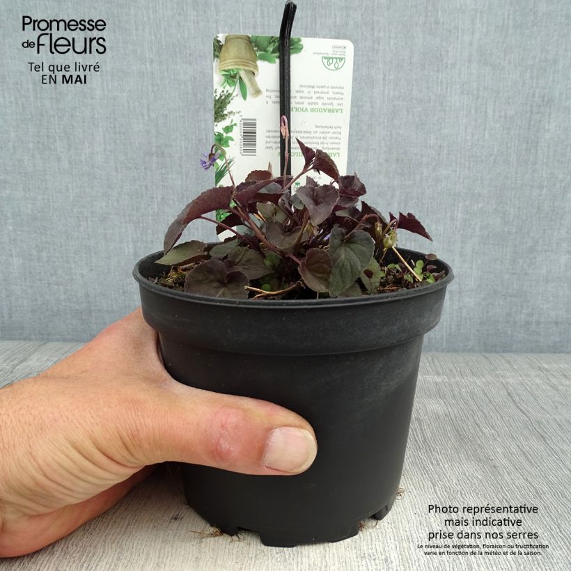 Amostra de Viola riviniana var. purpurea Vaso de 1,5 L/2 L tal como entregue na primavera