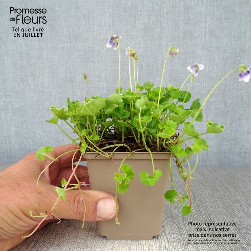 Amostra de Viola hederacea Vaso de 8/9 cm tal como entregue no verão