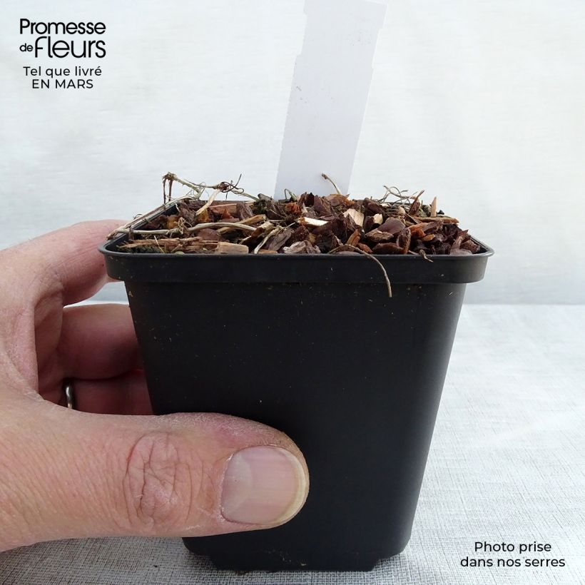 Amostra de Viola hederacea Vaso de 8/9 cm tal como entregue na primavera