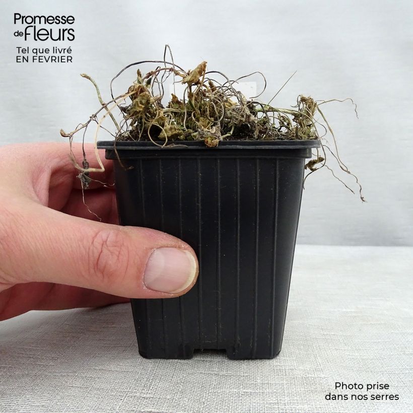 Amostra de Viola odorata Königin Charlotte Vaso de 8/9 cm tal como entregue no inverno