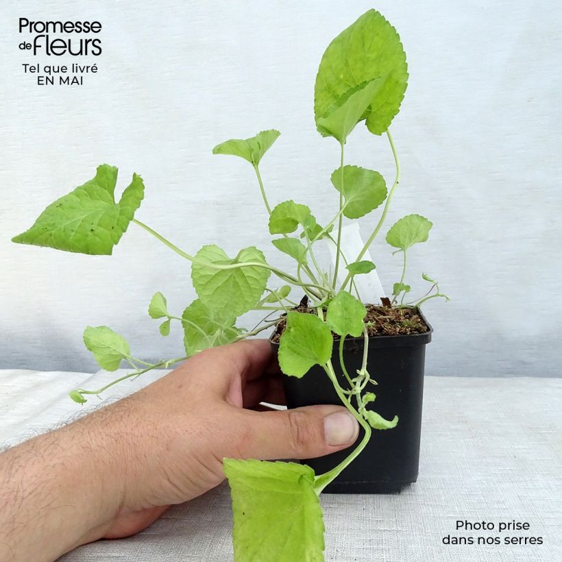 Amostra de Viola odorata Königin Charlotte Vaso de 8/9 cm tal como entregue na primavera