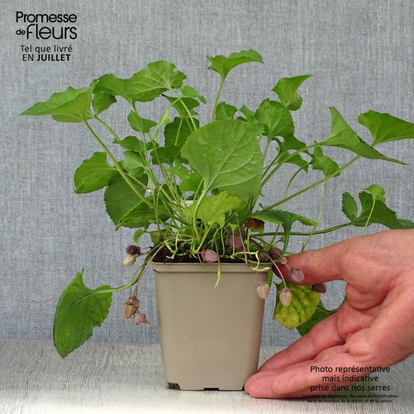 Amostra de Viola odorata Königin Charlotte Vaso de 8/9 cm tal como entregue no verão