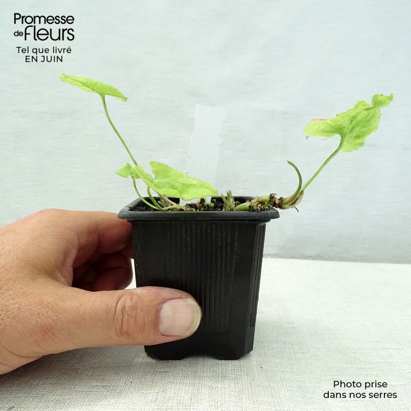 Amostra de Viola odorata Mrs Pinehurst Vaso de 8/9 cm tal como entregue no verão